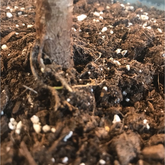 Tall and Large Ficus Audrey - Picture 11 of 16